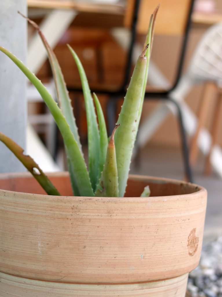 Aloe vera